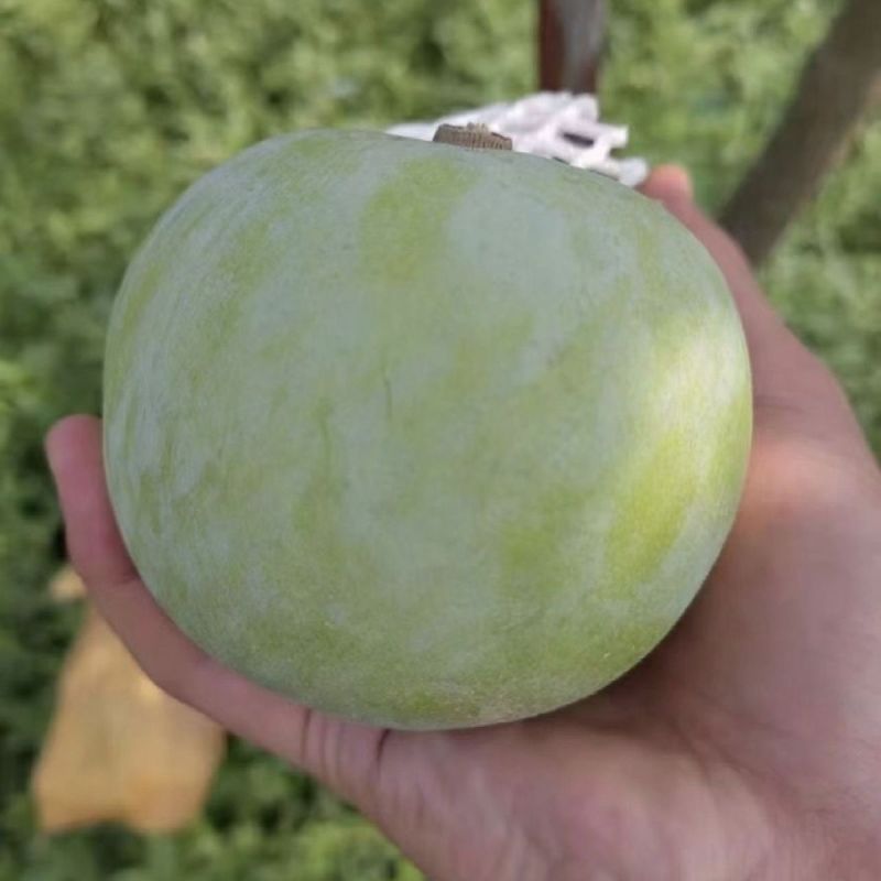 墨西哥白柿冰淇淋果墨西哥苹果