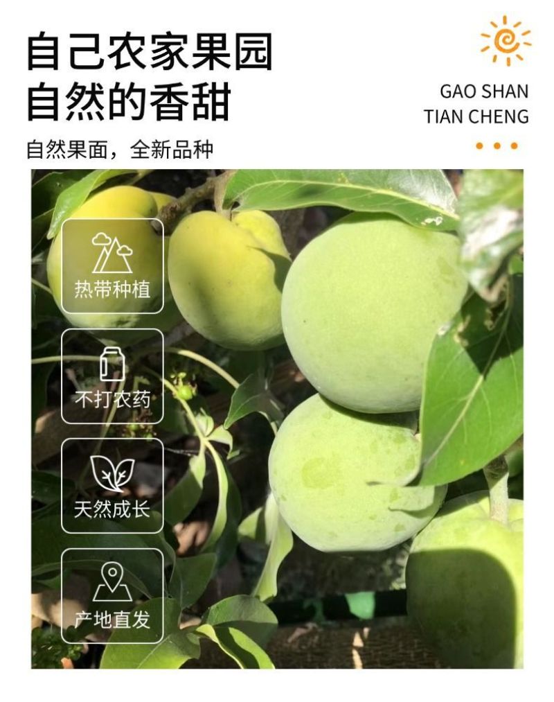 墨西哥白柿冰淇淋果墨西哥苹果