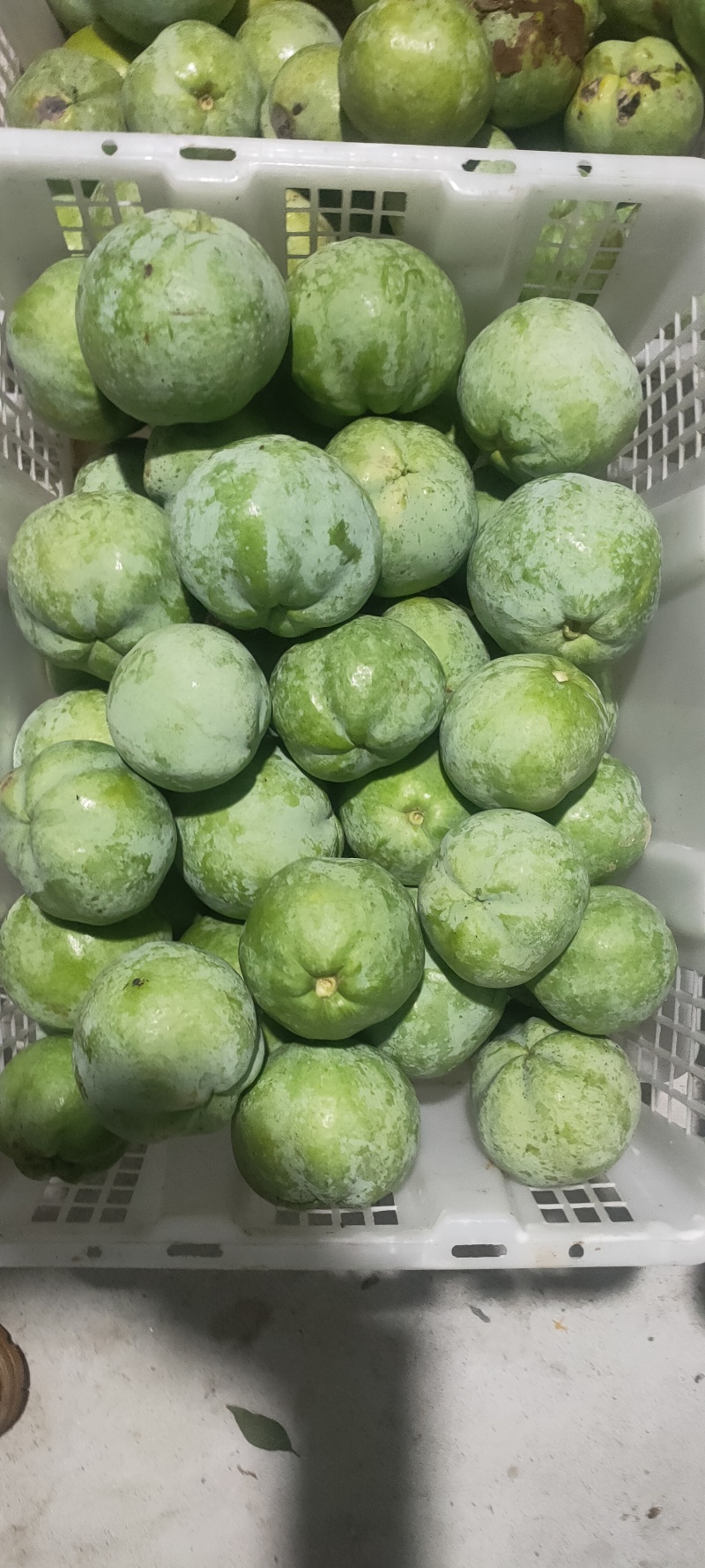 墨西哥白柿冰淇淋果墨西哥苹果