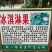 墨西哥冰淇淋果大星胶核枝条（嫁接用）