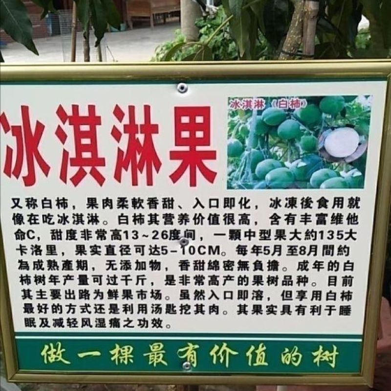 墨西哥冰淇淋果大星胶核枝条（嫁接用）