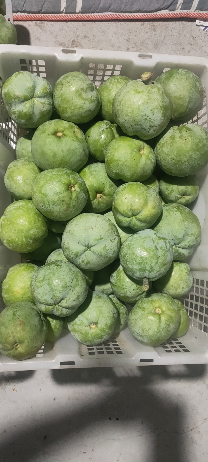 墨西哥冰淇淋果大星胶核枝条（嫁接用）