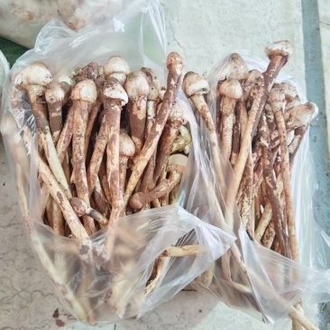 鸡枞菌