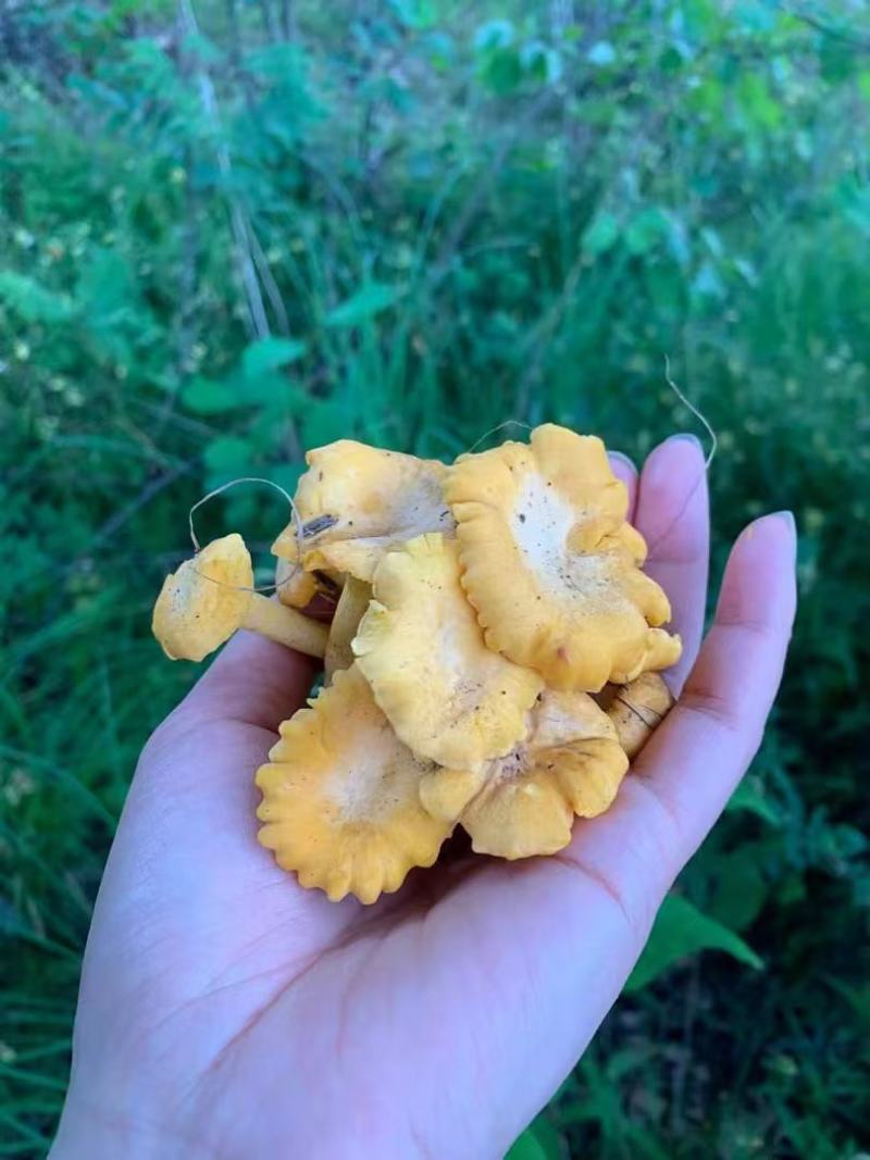 牛肝菌野生菌类品质保证服务周到产地直发价格美丽