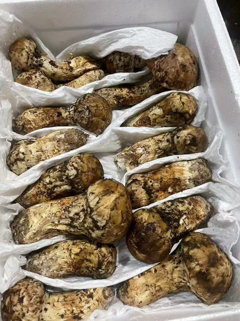 牛肝菌野生菌类品质保证服务周到产地直发价格美丽