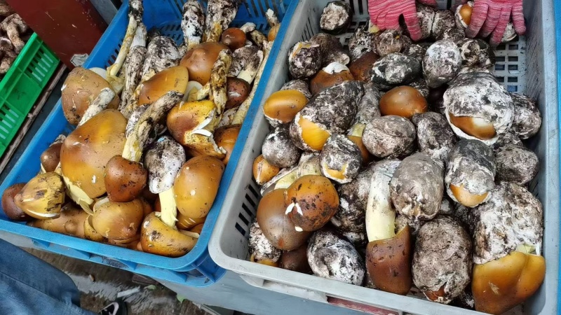 牛肝菌野生菌类品质保证服务周到产地直发价格美丽