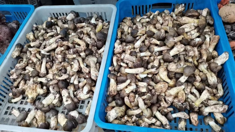 牛肝菌野生菌类品质保证服务周到产地直发价格美丽