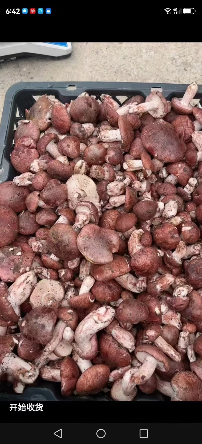 牛肝菌野生菌类品质保证服务周到产地直发价格美丽
