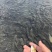 江西宜春高安花鲢鱼苗，1斤30-40尾，，60-70尾
