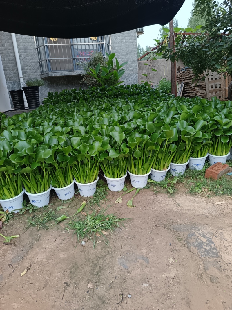 水仙花，水芙蓉