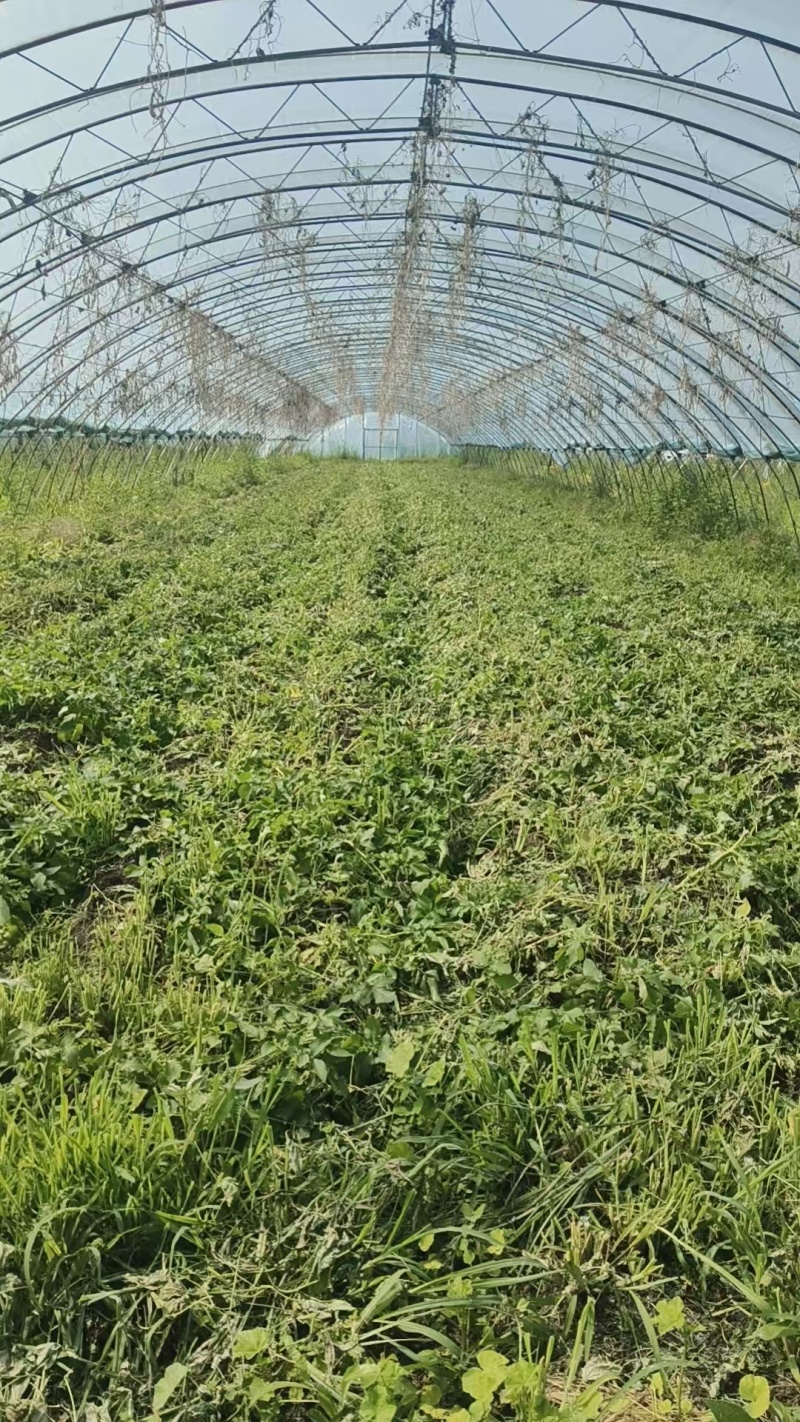 正宗克山土豆，早土豆，新土豆，嘎嘎好吃嘎嘎面的克山土豆