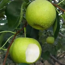 翠冠梨