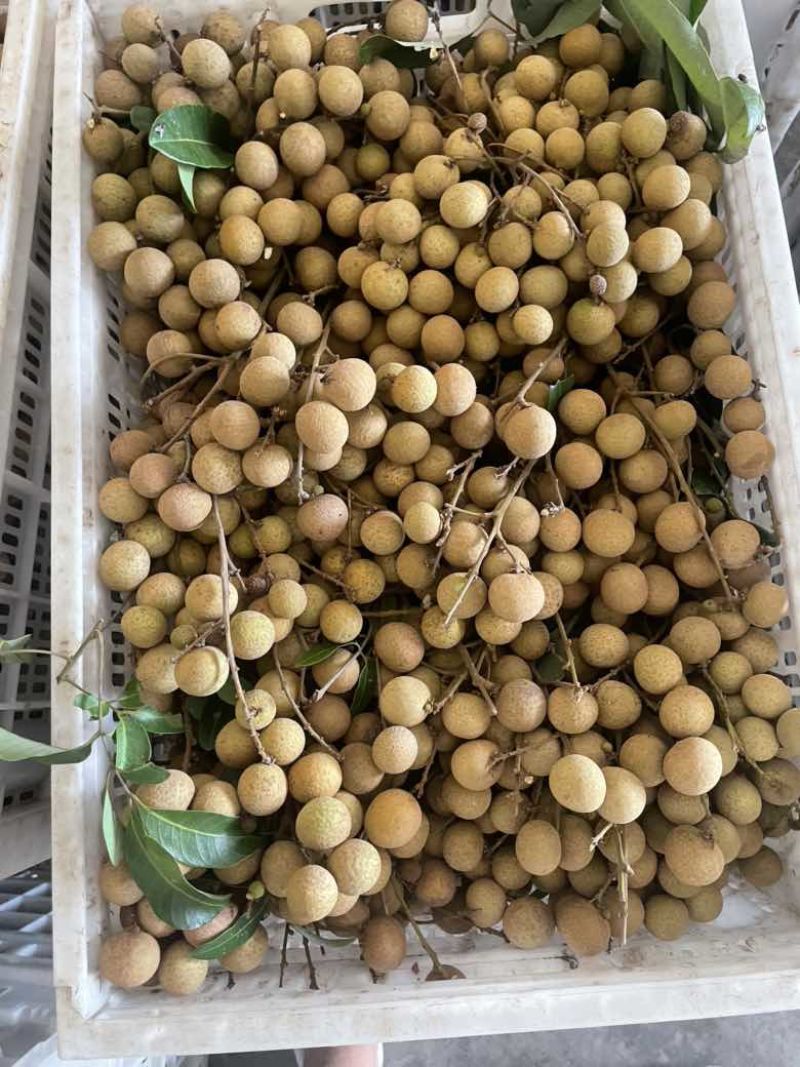 石峡龙眼便宜了，工厂货，桂圆肉的老板可以下手了
