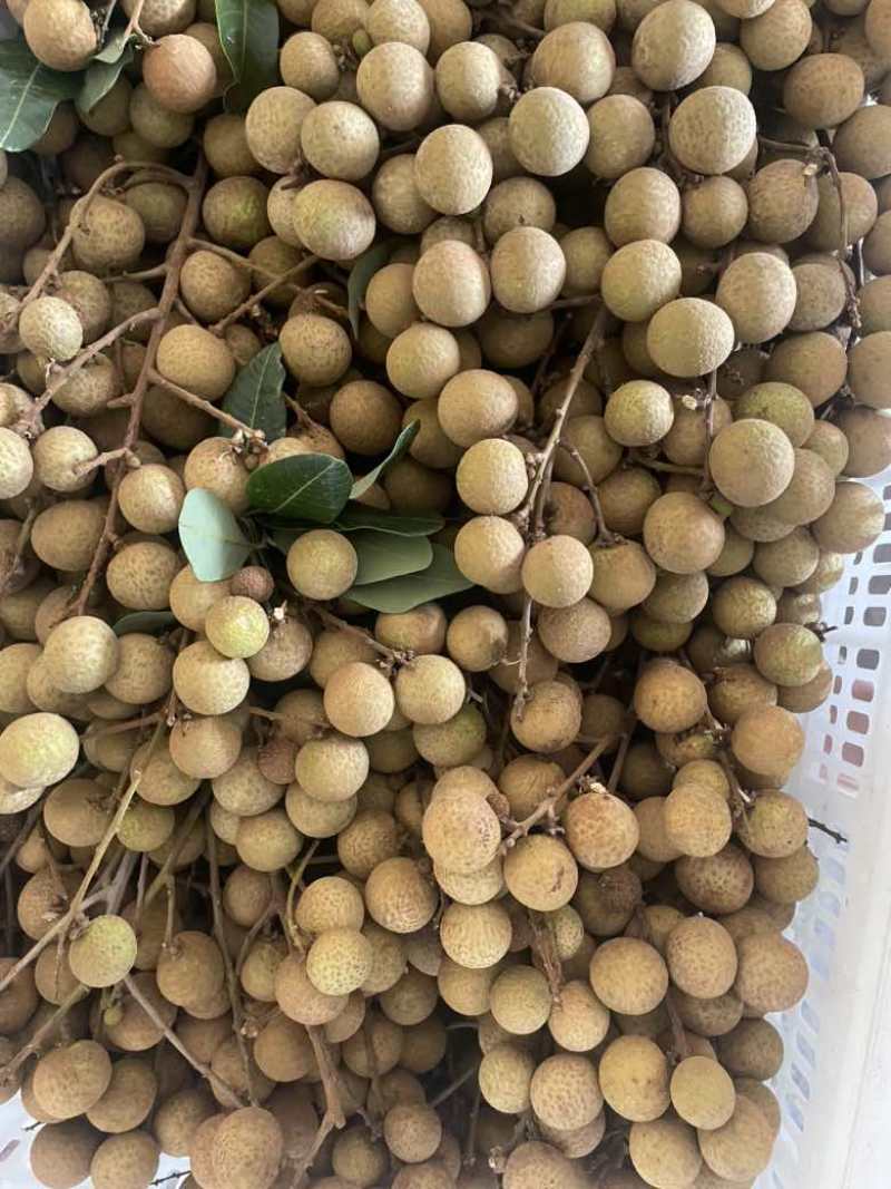 石峡龙眼便宜了，工厂货，桂圆肉的老板可以下手了