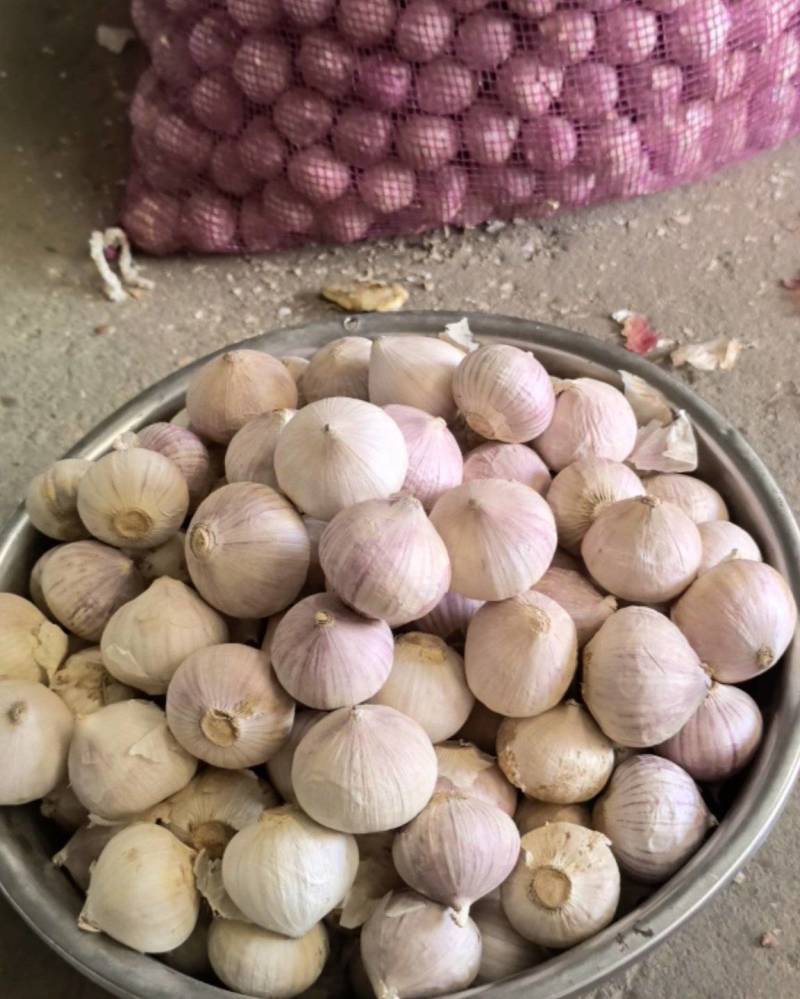 独蒜，大中小型号不同，你格不同