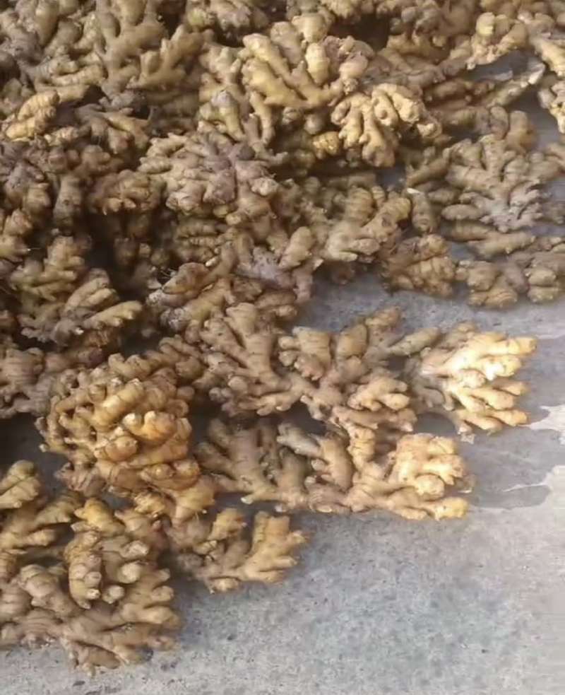 安徽大别山小黄姜，放在洞里待销售