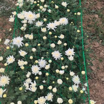 山西临汾鲜切菊花，白菊花，黄菊花