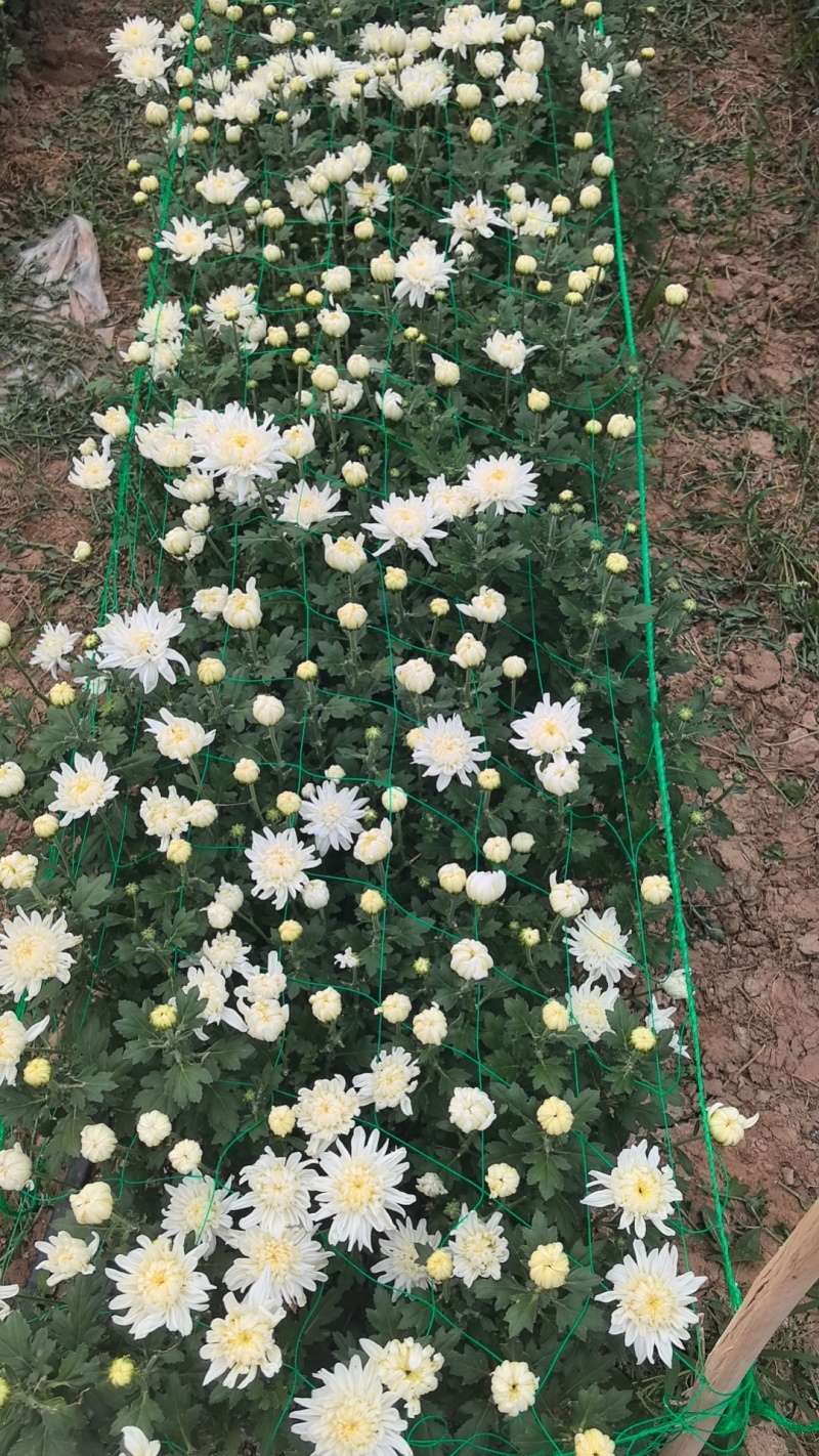 山西临汾鲜切菊花，白菊花，黄菊花