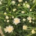 山西临汾鲜切菊花，白菊花，黄菊花