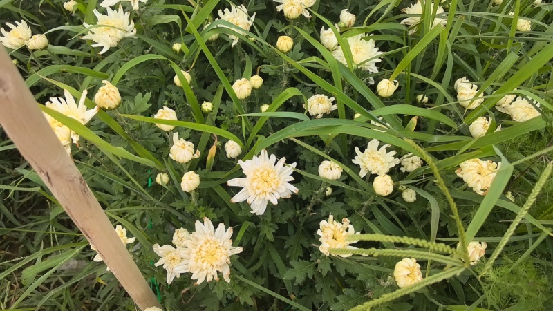 山西临汾鲜切菊花，白菊花，黄菊花