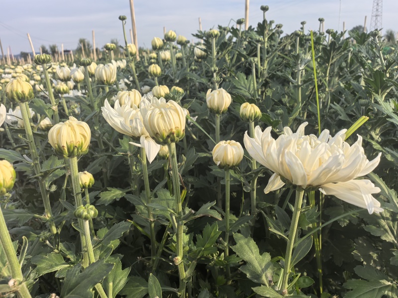 山西临汾鲜切菊花，白菊花，黄菊花