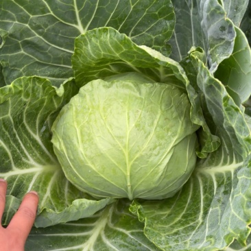 甘蓝精品手感菜