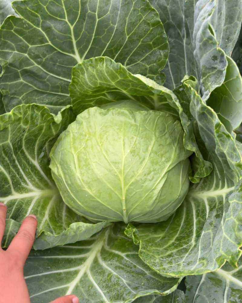 甘蓝精品手感菜
