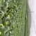 甘蓝精品手感菜