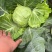 甘蓝精品手感菜