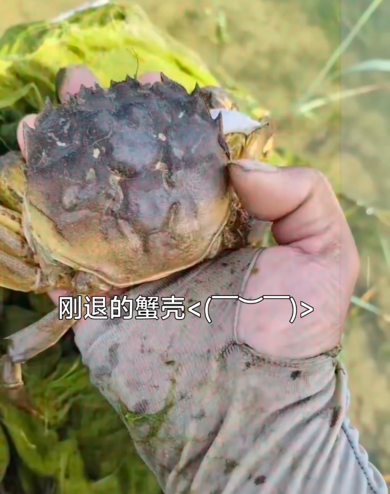 产地连续要下一周的雨，大家要蟹直接联系我24小时内挑好发出