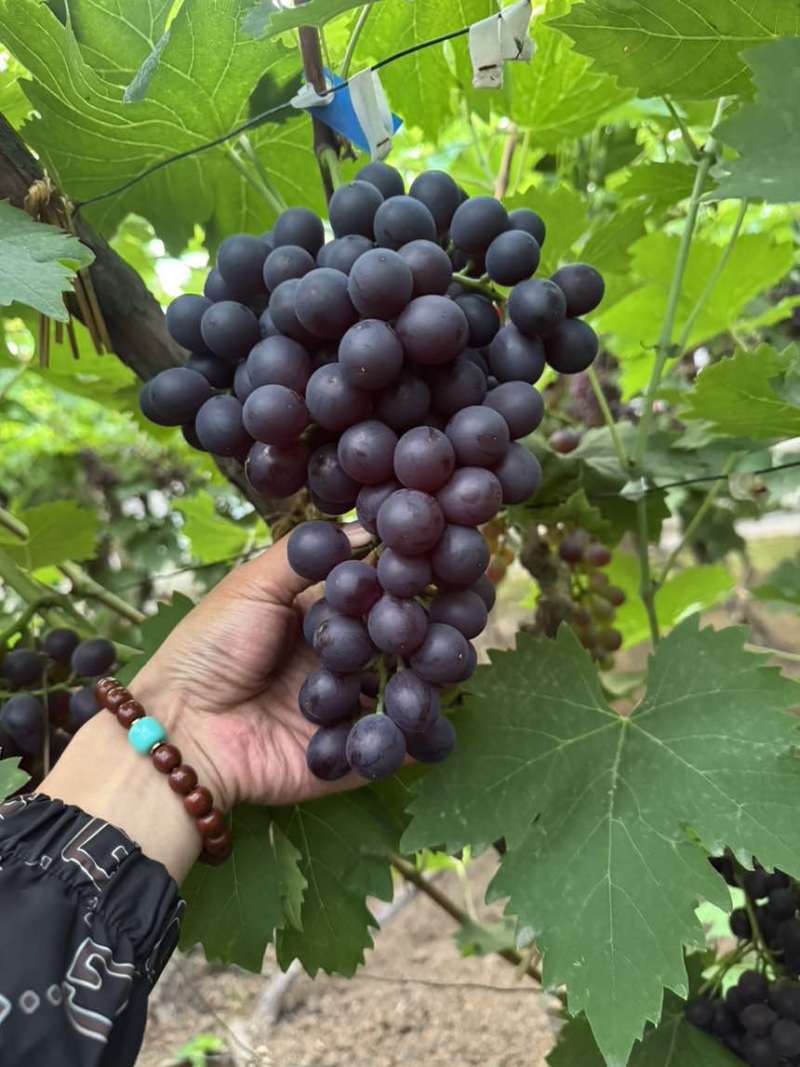 精品玫瑰香无核葡萄