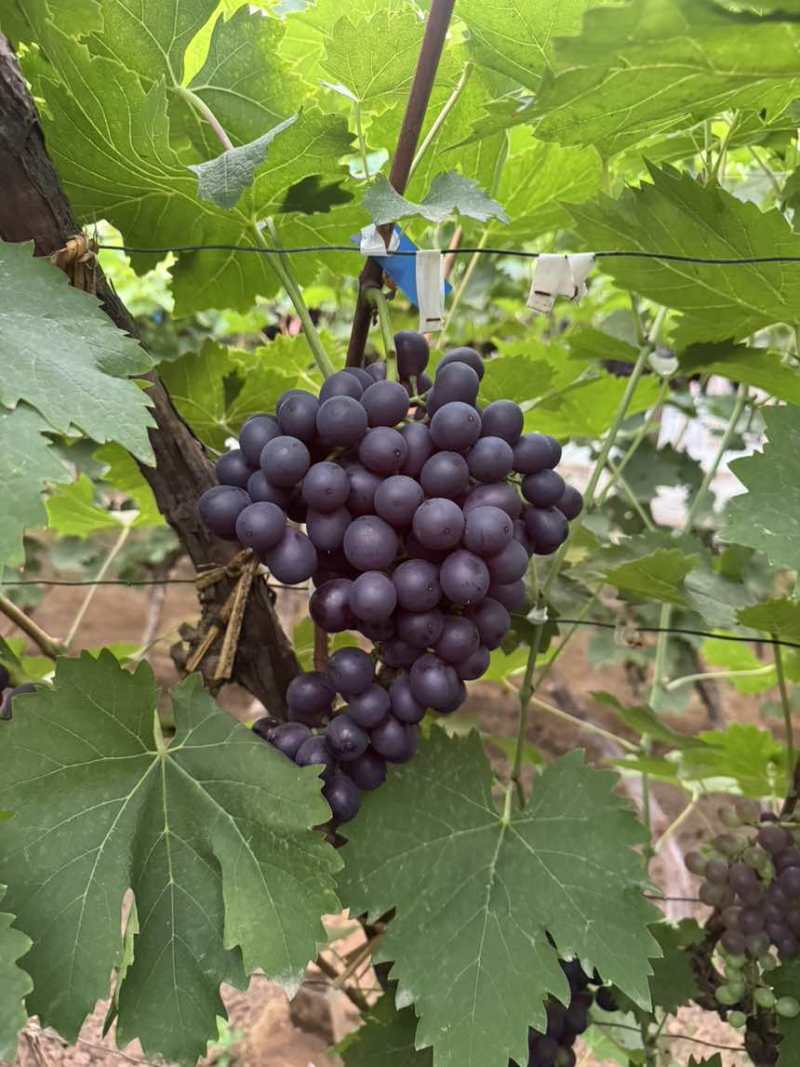 精品玫瑰香无核葡萄