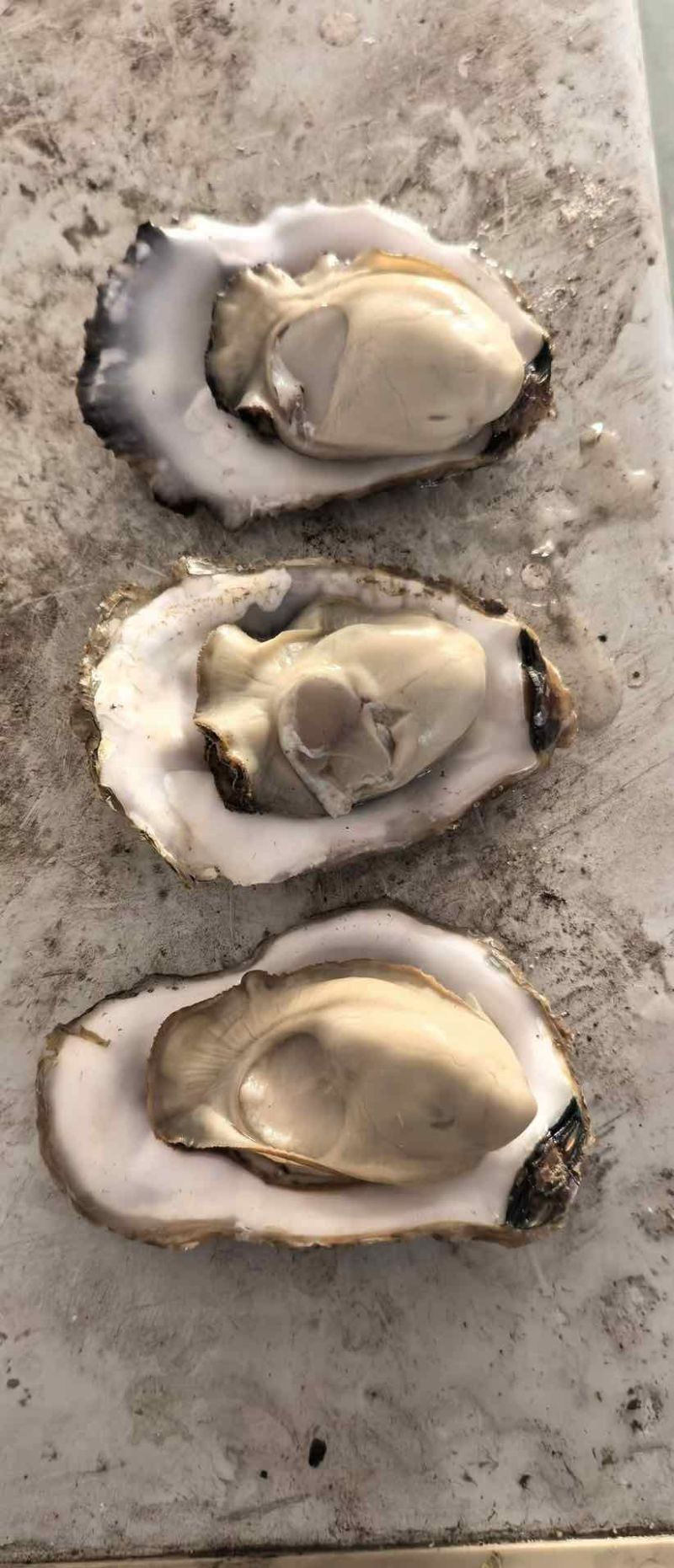 各种规格乳山生蚝需要的老板联系我一手货源保质保量