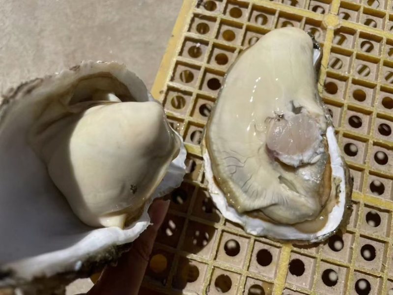 各种规格乳山生蚝需要的老板联系我一手货源保质保量