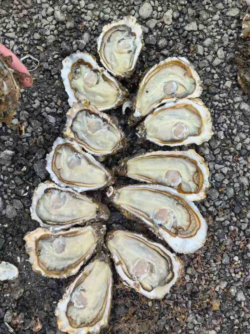 各种规格乳山生蚝需要的老板联系我一手货源保质保量