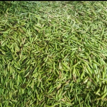 青豌豆老豌豆白豌豆