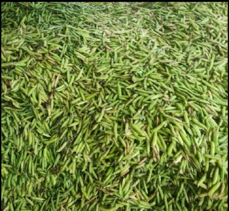 青豌豆老豌豆白豌豆