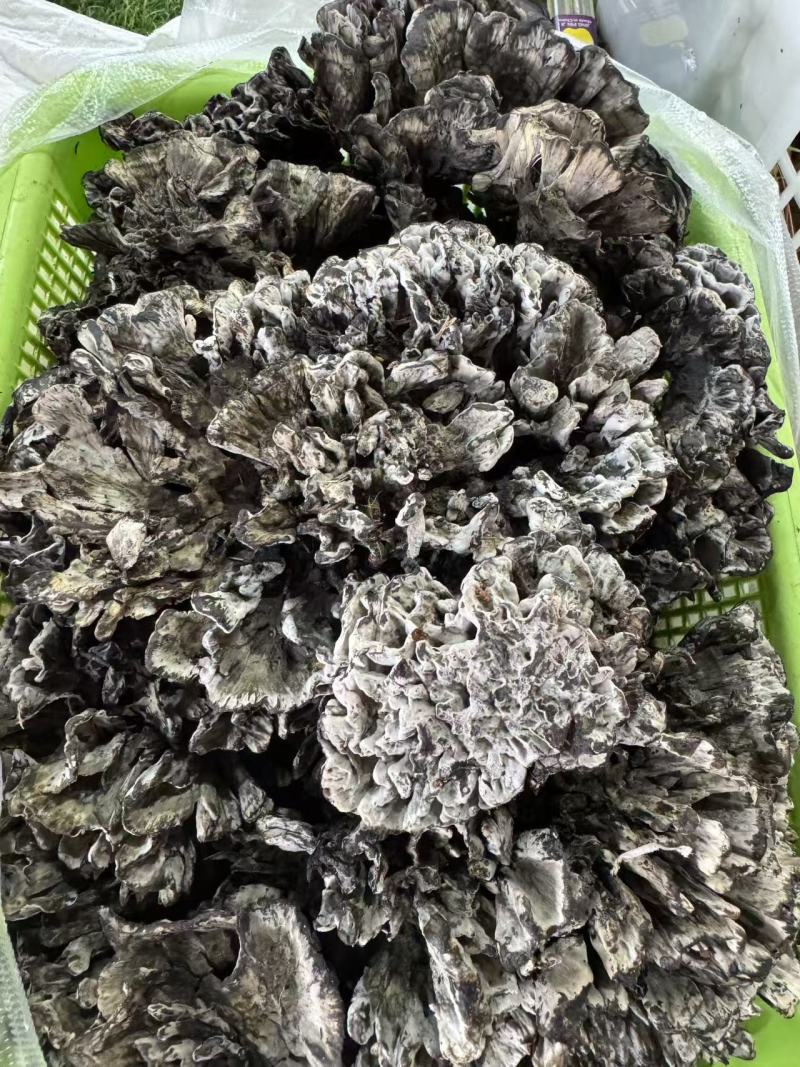 云南产地食用菌干货直发
