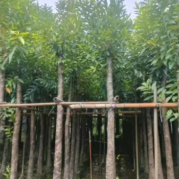 水翁3-20分，基地直销，一手货源，无中间商赚差价