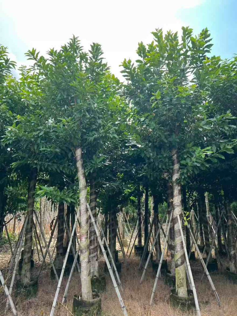 水翁3-20分，基地直销，一手货源，无中间商赚差价