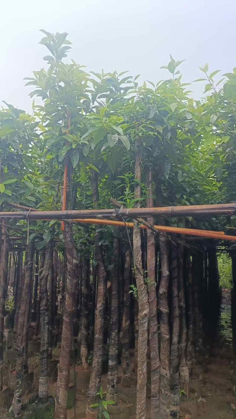 水翁3-20分，基地直销，一手货源，无中间商赚差价