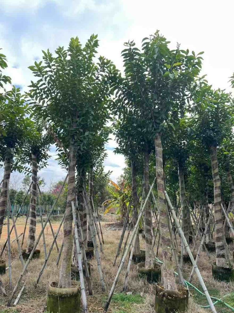 水翁3-20分，基地直销，一手货源，无中间商赚差价