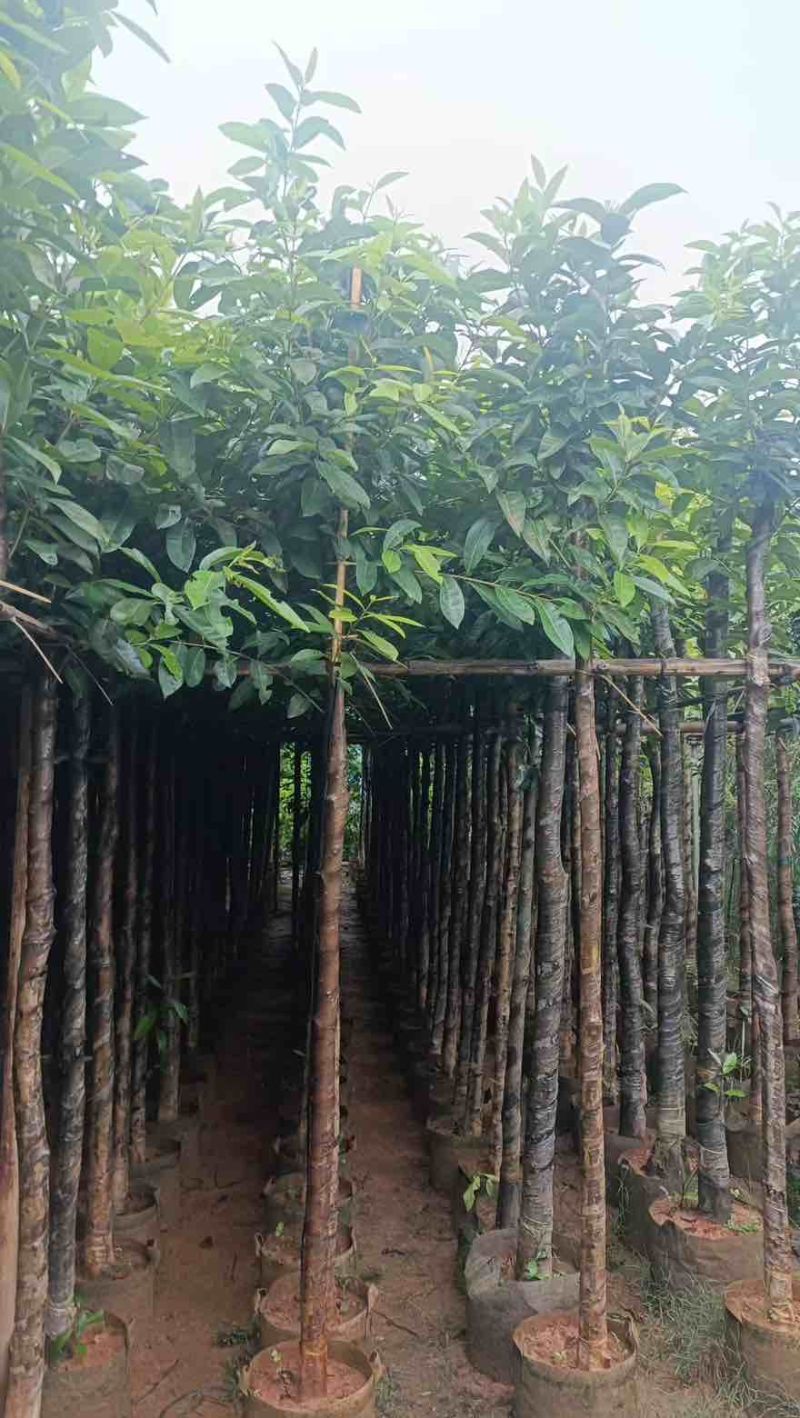 水翁3-18分，规格齐全，基地直销，一手货源，大量低价出售