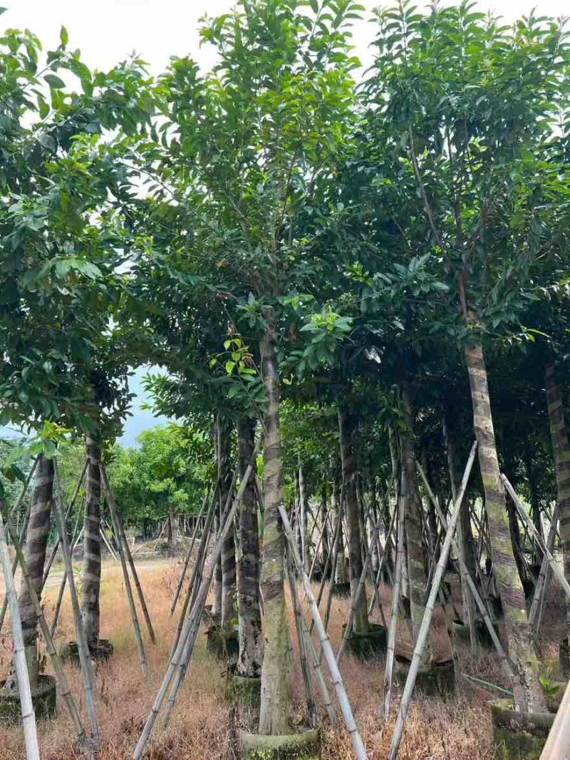 水翁3-18分，规格齐全，基地直销，一手货源，大量低价出售