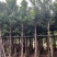 水翁树3-18分，基地直销，一手货源，无中间商赚差价