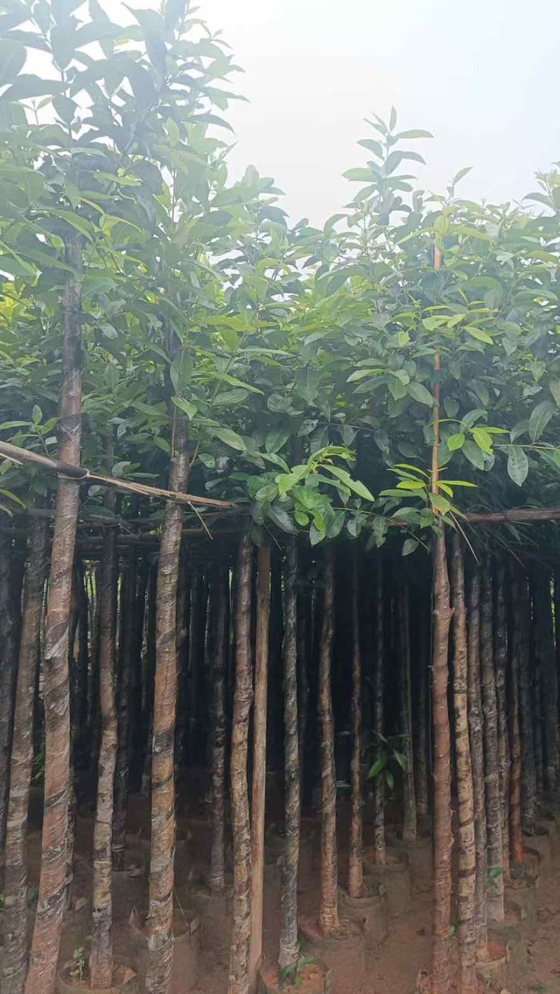 水翁树3-18分，基地直销，一手货源，大量低价出售