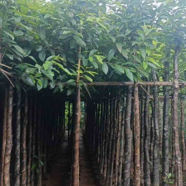水翁树3-18分，基地直销，一手货源，大量低价出售