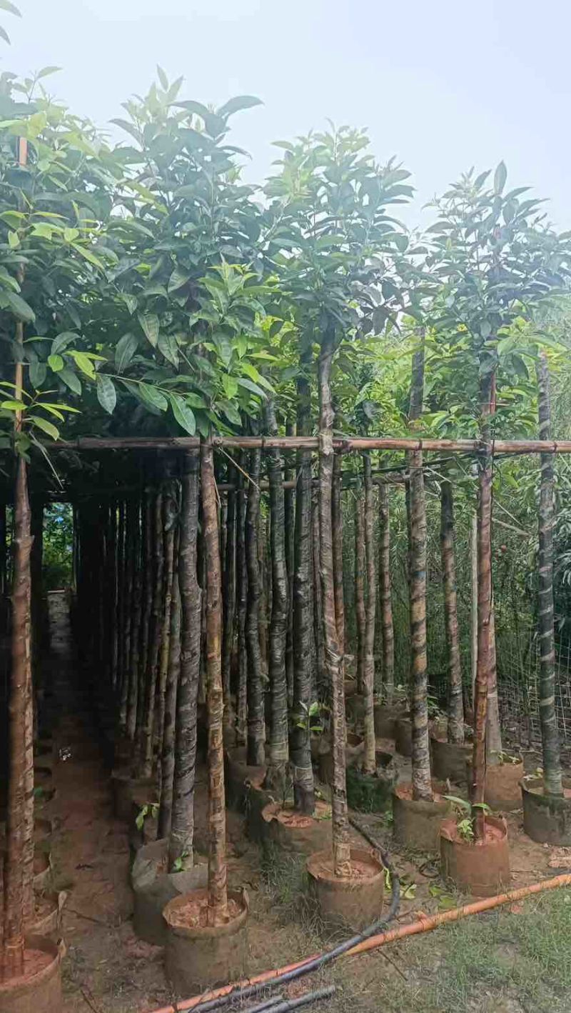 水翁树3-18分，基地直销，一手货源，大量低价出售