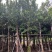 水翁树3-18分，基地直销，一手货源，大量低价出售