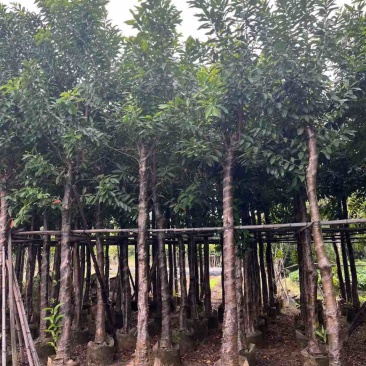 水翁树3-18分，一手货源，基地直销，无中间商赚差价